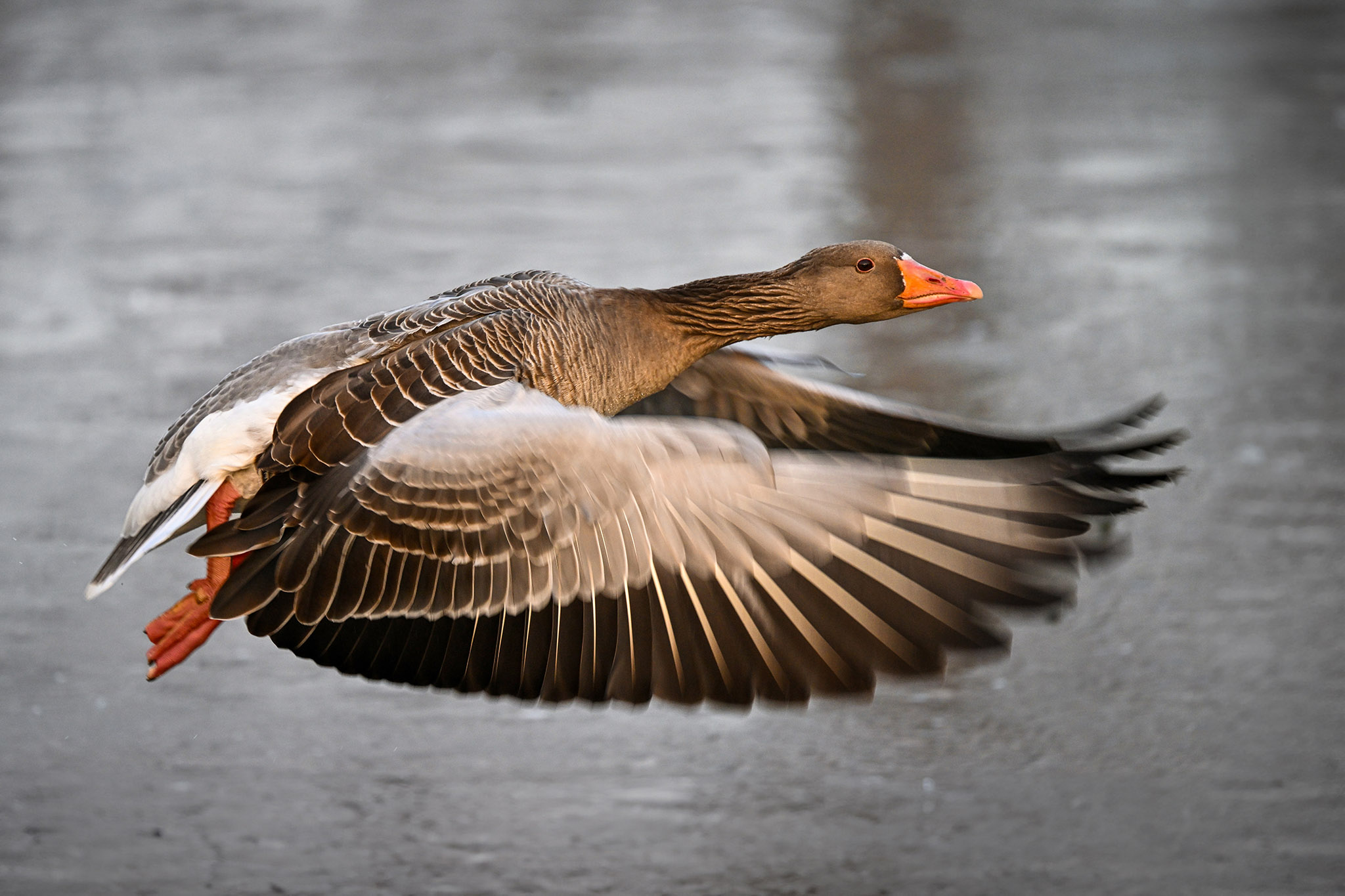 Vogelfotografie by Rüdiger Kottmann